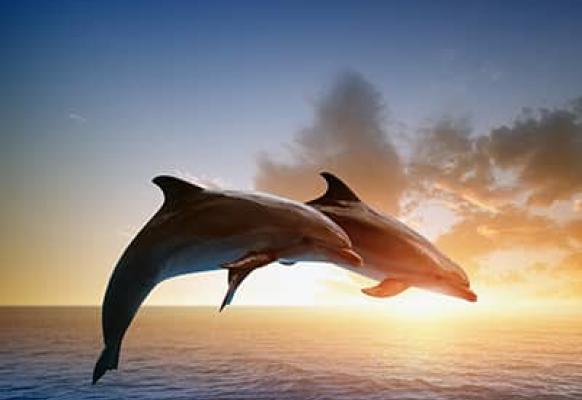 Two dolphins jumping out of the ocean