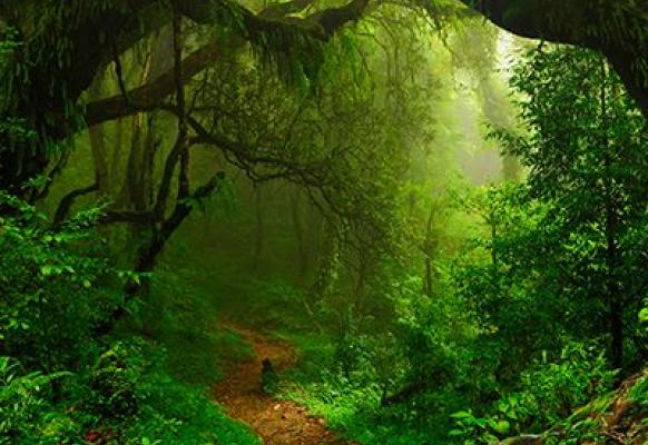 Jungle