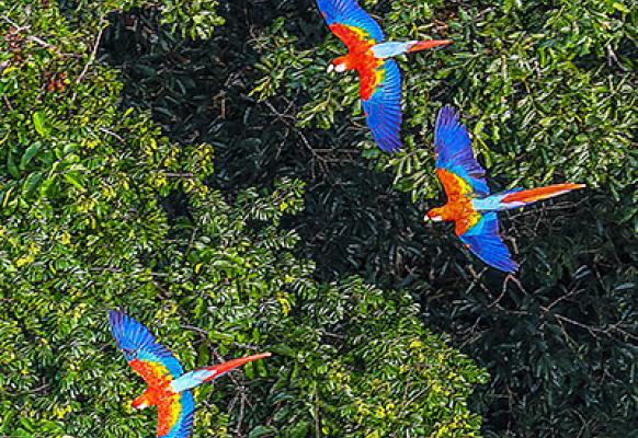 Parrots Latin America