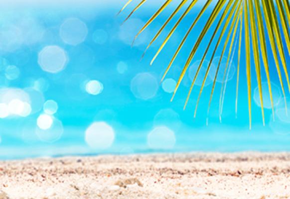 beach and palm tree